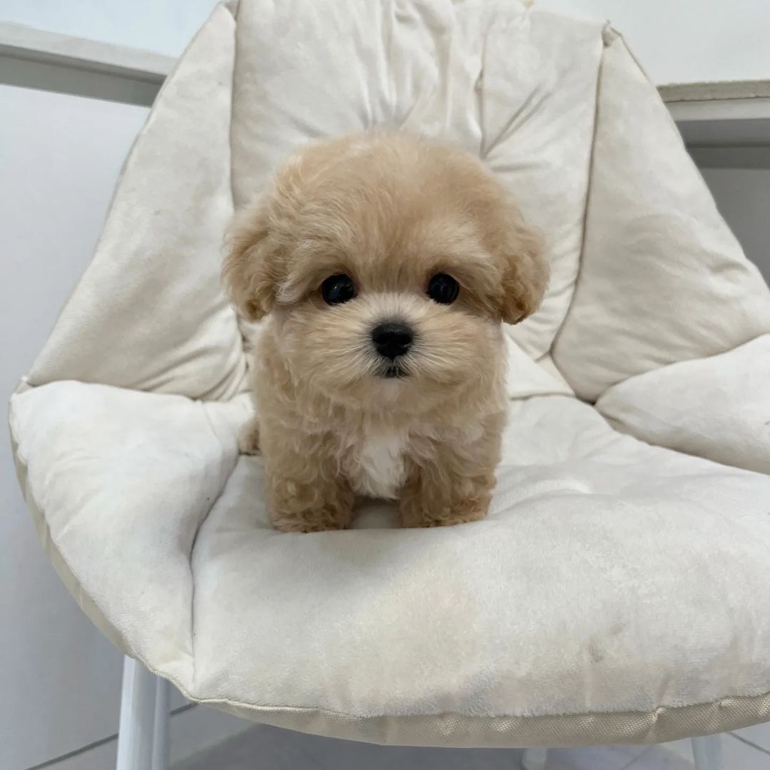 maltipoo puppies for sale near me