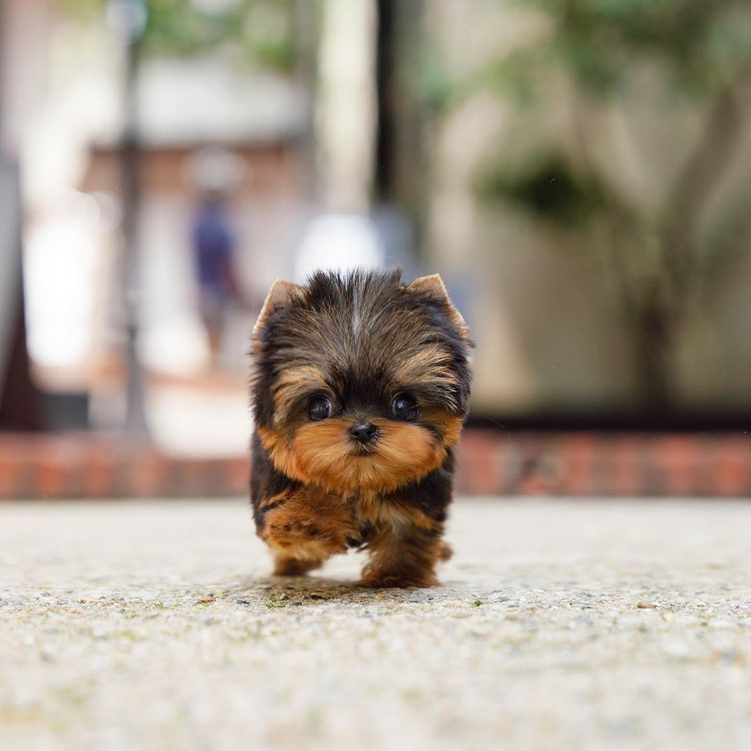 yorkie puppies for sale near me