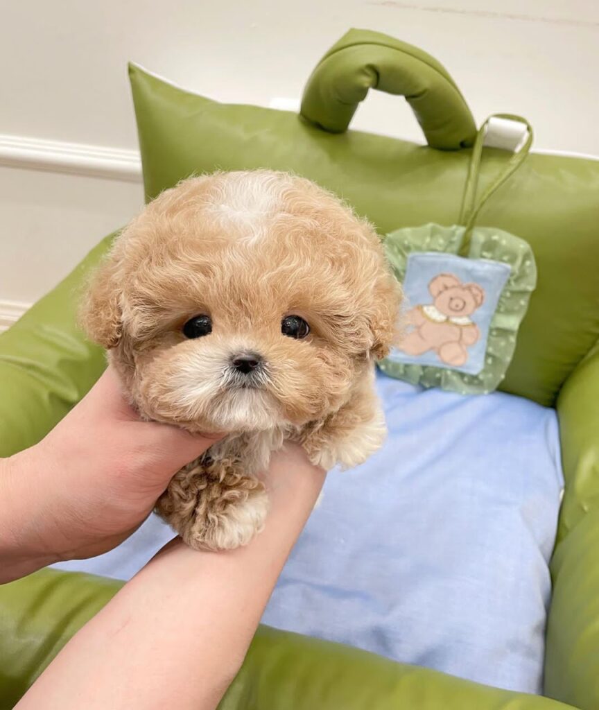 Maltipoo