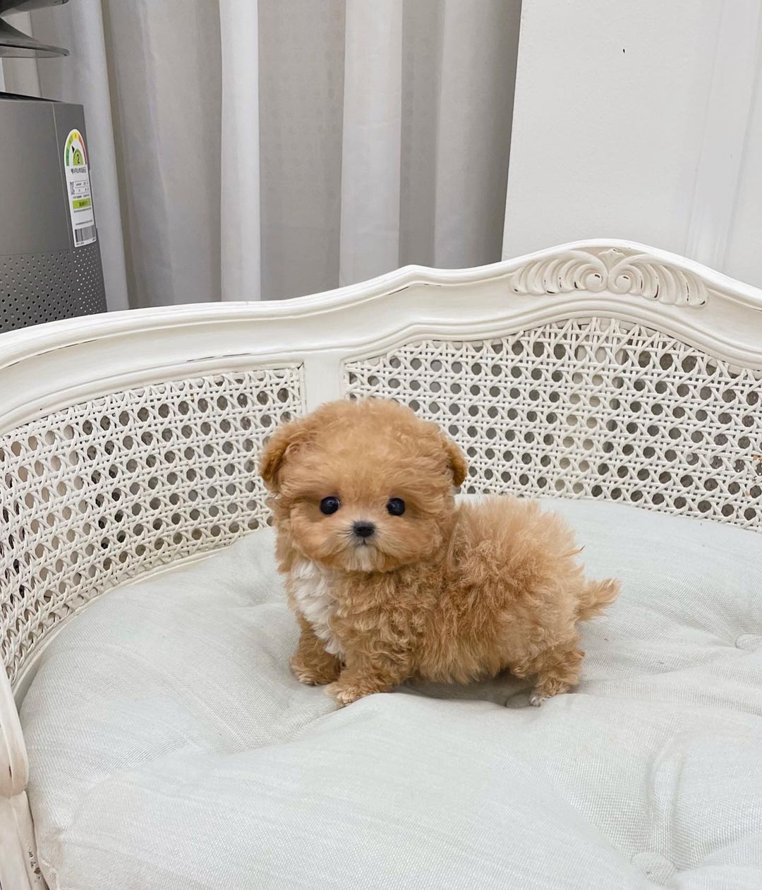 teacup maltipoo